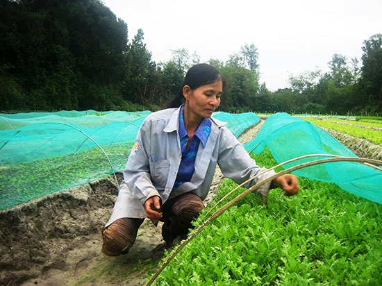 Hiện nay, chỉ có sản phẩm của HTX rau sạch Mỹ Hưng (xã Bình Triều, Thăng Bình) bày bán tại siêu thị Co.opMart Tam Kỳ.