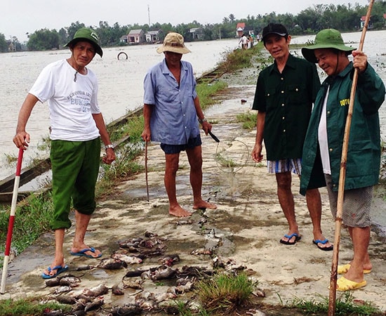 Những ngày qua, xã Quế Xuân 1 đã ra quân diệt hàng nghìn con chuột.