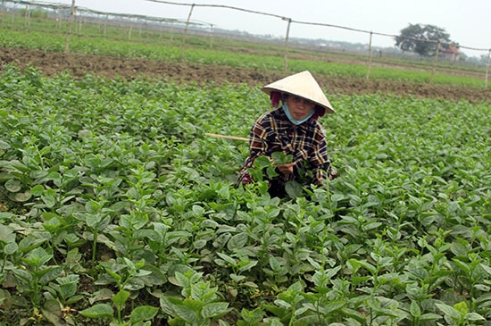 Mưa lũ khiến giá rau tăng cao nhưng người trồng rau không có để bán.