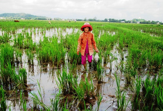 Những ngày qua, nông dân nhiều địa phương tập trung thu gom, diệt ốc bươu vàng trước khi triển khai gieo sạ. Ảnh: NHÃ PHƯƠNG