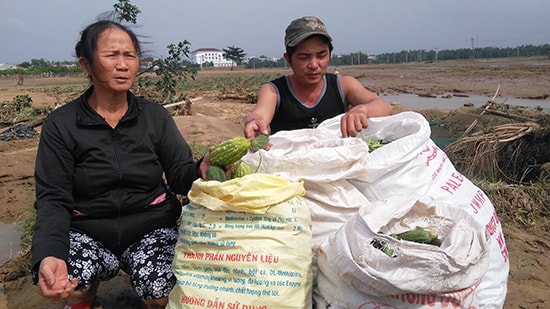 Nông dân vớt vát rau quả khi lũ vừa rút. Ảnh chụp tại thôn Mỹ Thuận, xã Đại Nghĩa. Ảnh: HOÀNG LIÊN