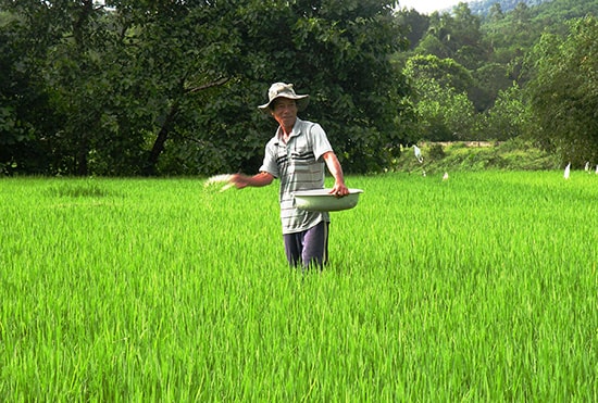 Bón đủ lượng phân cần thiết nhằm giúp cây lúa sinh trưởng và phát triển tốt. Ảnh: M.L