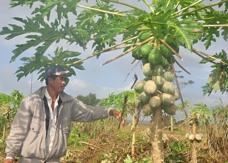 Nông dân xã Điện Phong (thị xã Điện Bàn) kiểm tra ruộng đu đủ sau lũ. Ảnh: VINH ANH