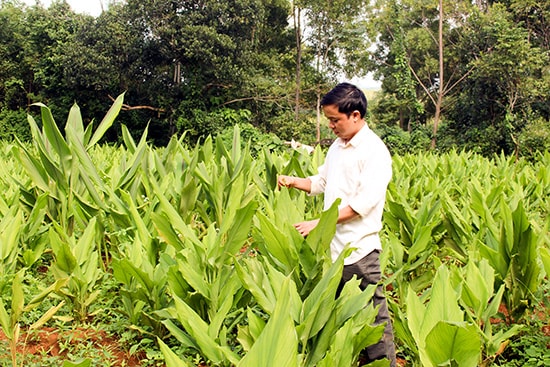 Người dân xã Tam Thành với vườn nghệ dược liệu. Ảnh: T.A