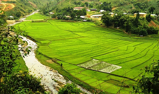 Cánh đồng chuôr ở xã A Xan (Tây Giang).