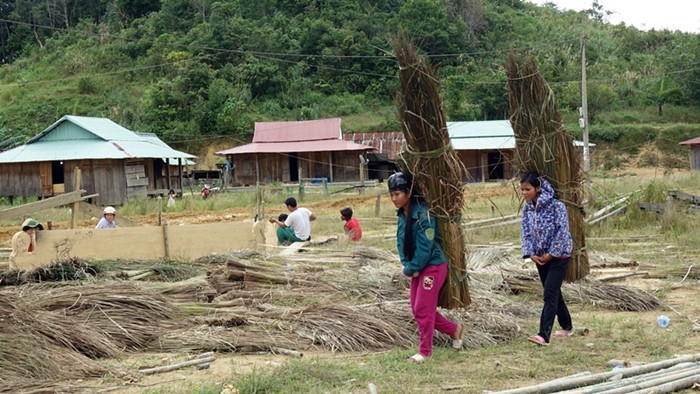 Những cô gái trẻ trong làng sẽ có nhiệm vụ lên rừng lấy lá tranh về để lợp mái.