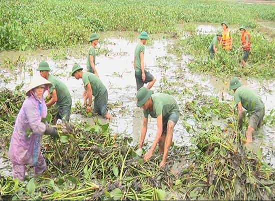 Cán bộ, chiến sĩ Trung đoàn 143, Sư đoàn 315 giúp người dân vùng đông Thăng Bình vớt bèo trên các cánh đồng.