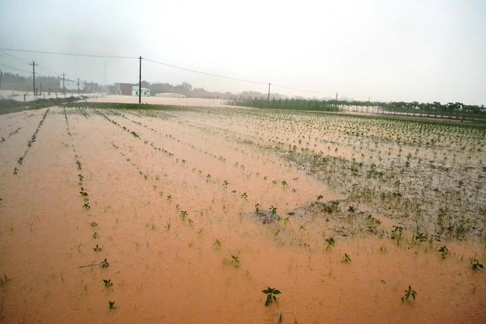 Trong những đợt mưa lũ vừa rồi, Quảng Nam có 4.572ha lúa và hoa màu bị mất trắng.