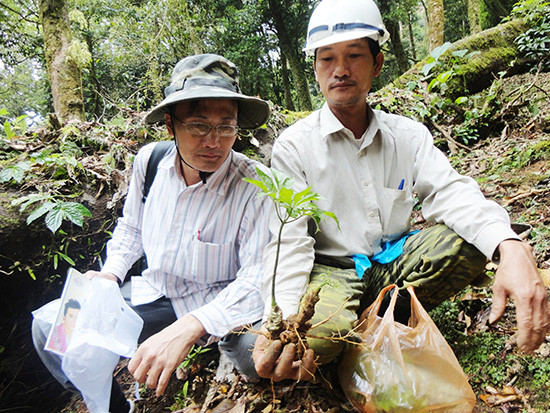 Cán bộ nông nghiệp nghiên cứu một cây sâm Ngọc Linh tại rừng tự nhiên.   Ảnh: T.Tân