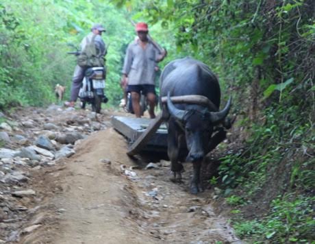 Trâu vận chuyển gỗ lậu tại Thạnh Mỹ (Nam Giang) 