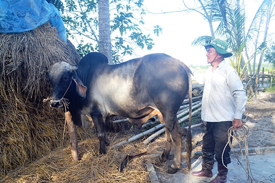 Con bò hơn 700kg của gia đình ông Lê Văn Ân. Ảnh: N.Q.V