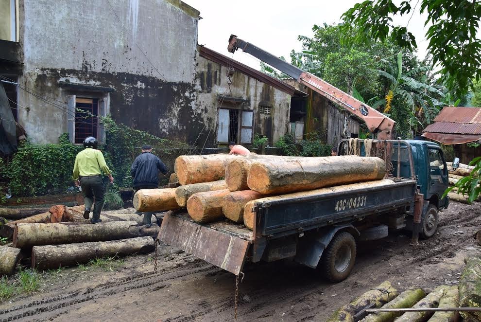 43 khúc gỗ ươi không rõ nguồn gốc được Hạt Kiểm Lâm thị xã Điện Bàn lập biên bản và thu giữ theo quy định của pháp luật - Ảnh: THANH THẮNG.