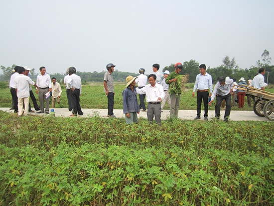 Cánh đồng thôn Châu Xuân Tây, xã Bình Định Nam, nông dân chuyển đổi trồng cây đậu phụng và bắp với mô hình  tưới nước tiết kiệm. Ảnh: K.N