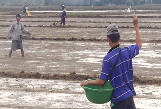 Nông dân thôn Tứ Sơn (xã Bình Trung huyện Thăng Bình) khẩn trương gieo sạ lại cho kịp lịch thời vụ.