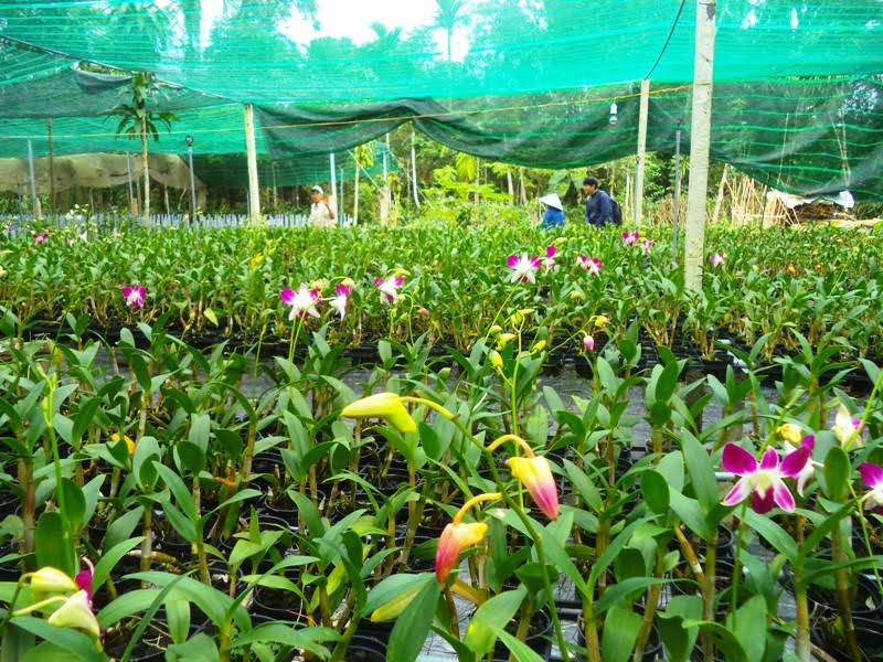 Vườn hoa lan của ông Lê Thanh Cương đang tất bật chuẩn bị cho vụ Tết.