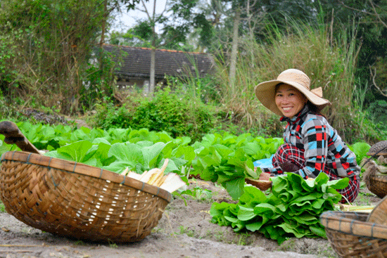 Bà con Làng nghề trồng rau Hưng Mỹ thu hoạch rau. Ảnh: ĐÔNG ANH