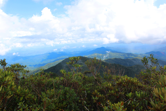  Rừng đỗ quyên xanh thắm trên đỉnh Aruung. Ảnh: Đình Hiệp