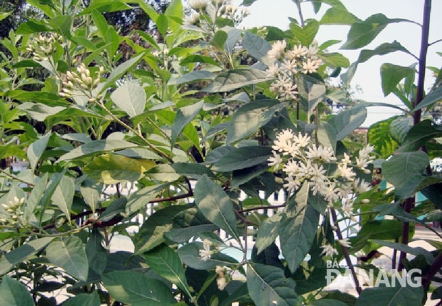 Lá đắng - Vernonia amygdalina.  Ảnh: P.C.T