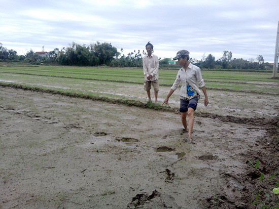 Vợ chồng ông Võ Long (thôn Phước Thắng, xã Cẩm Kim) kiểm tra ruộng lúa bị nhiễm mặn.Ảnh: LÊ HIỀN