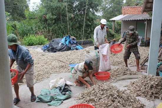 Nông dân đang thu hoạch kiệu. Ảnh: BIÊN THỰC