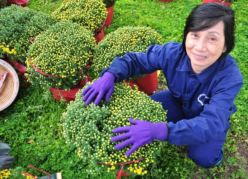 Những nụ hoa xinh xắn trên những chậu cúc đang được nhân viên tỉa tót để đem đi sắp đặt. Ảnh: VINH ANH