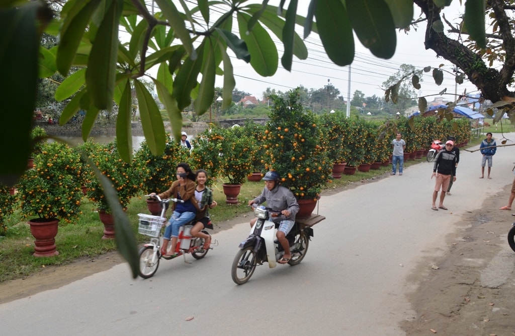 Dù đã mở được gần một tuần nhưng số lượng hoa, quật cảnh bán ra khá ít ỏi. Ảnh: C.TH