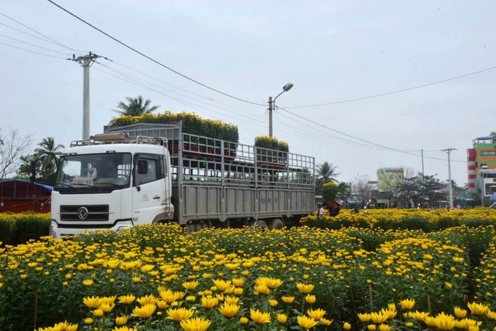 Hoa cúc được nhập chủ yếu từ Quảng Ngãi, hoặc các huyện, thành phố trong tỉnh như TP.Tam Kỳ, Phú Ninh.