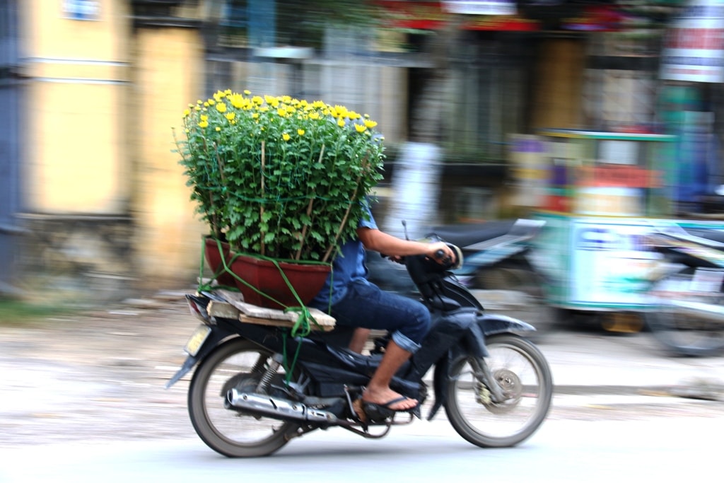 Một đôi chậu hoa cúc cỡ lớn năm nay có giá bán khoảng 500 – 600 nghìn đồng, tăng từ 10 – 20% so với cùng kỳ năm ngoái. Ảnh: C.TH