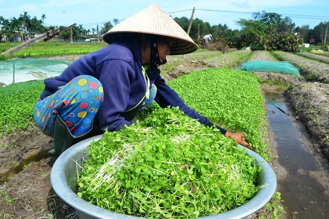 Rau cải mầm được giá bán dịp tết