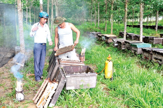 Trại nuôi ong lấy mật ở Tiên Hà.Ảnh: TAM MỸ