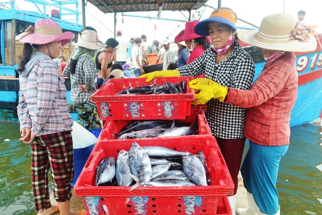 Nhiều chuyến biển của ngư dân đem lại hàng trăm triệu đồng cho chủ tàu, hàng chục triệu đồng cho bạn biển