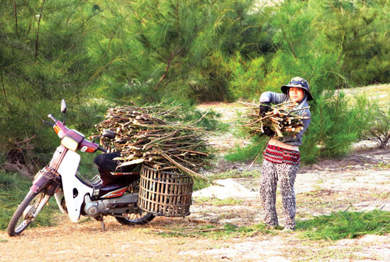 Những người nghèo luôn khát vọng đổi thay (nhân vật trong ảnh là chị Nguyễn Thị Minh ở Duy An - Hà Tây, Bình Dương, Thăng Bình đang nhặt củi dương liễu).Ảnh: TRỊNH DŨNG