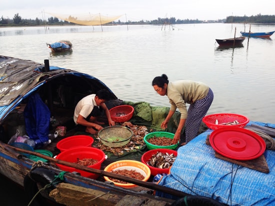 Đầu năm, những người dân chài lưới bội thu tôm cá. Ảnh: MINH HẢI