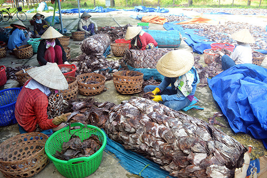 Sản phẩm mực xà ngư dân Quảng Nam khai thác được.Ảnh: QUANG VIỆT