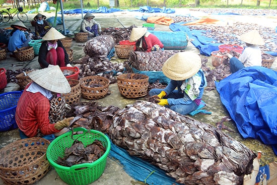 Sản phẩm mực xà ngư dân Quảng Nam khai thác được.Ảnh: QUANG VIỆT