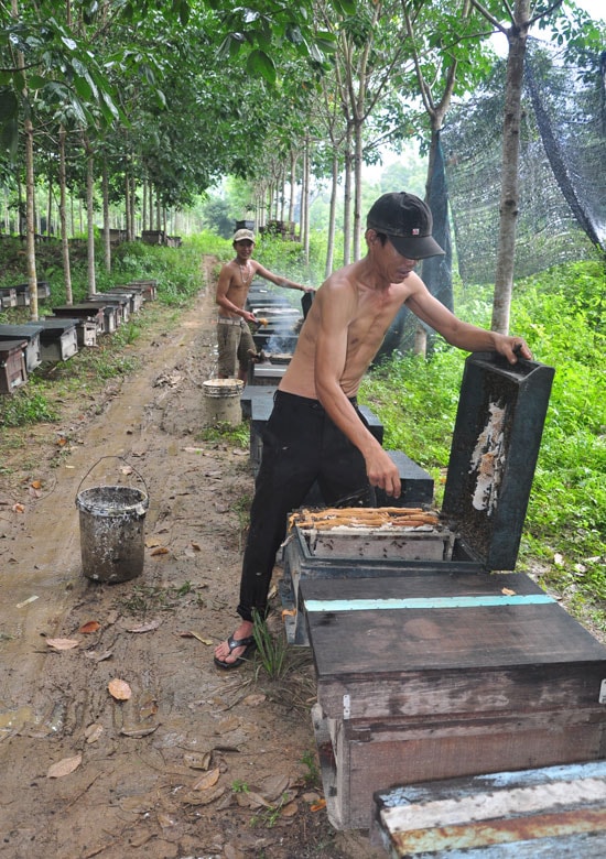  Tiện cho việc cắt tổ lấy mật.