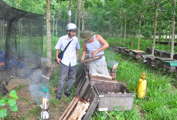 Việc nuôi ong có nhiều thuận lợi. Mỗi ngày, ông Phúc khai thác cả trăm lít mật. Trước khi khai thác, ông phun sương nước cho ong ướt cánh ít bay và xông khói để ong dồn lại. 