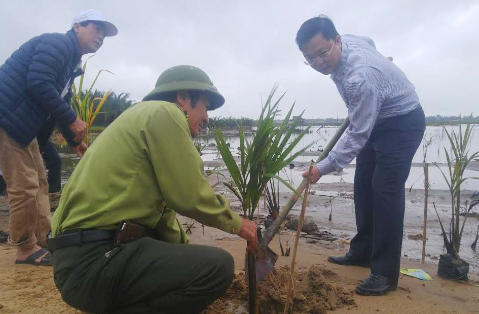 Trồng dừa nước tại xã Cẩm Thanh. Ảnh: XUÂN THỌ