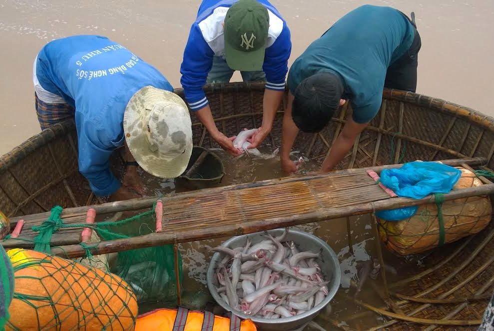 Ngư dân Bình Minh trúng đậm cá khoai sau mỗi chuyến biển. Ảnh: THU HIỀN