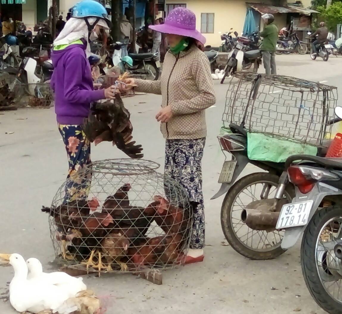 Mua - bán gà ở chợ Hòa Hương (Tam Kỳ) sáng nay, mùng 9 tháng Giêng âm lịch.