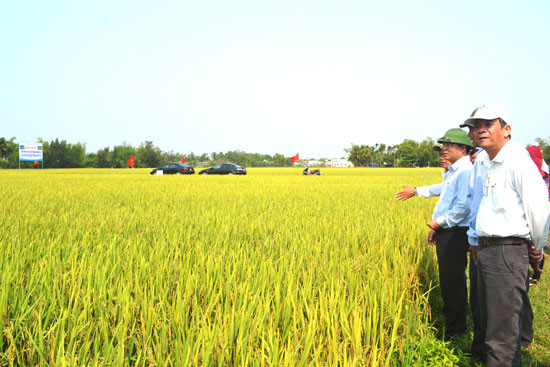 Mô hình tích tụ, tập trung ruộng đất tại xã Bình Đào được huyện Thăng Bình  kiểm tra và nhân rộng trong thời gian đến. Ảnh: N.Q.V