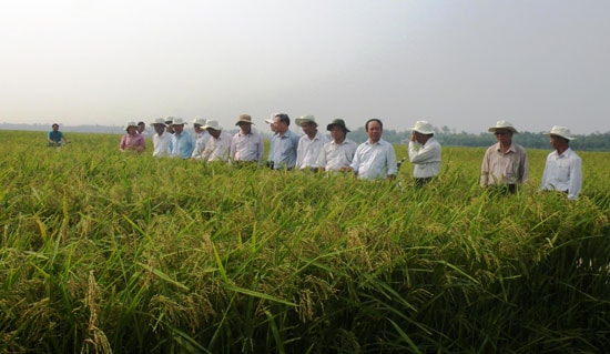  Nhờ nhiều yếu tố thuận lợi, Quảng Nam đã thu hút hàng loạt doanh nghiệp đến liên kết với nông dân sản xuất lúa giống hàng hóa.