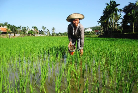 Nông dân thôn Đông Yên (xã Duy Trinh) bắt ốc bươu vàng, bảo vệ ruộng lúa.Ảnh: T.P