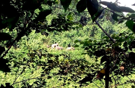 Hình ảnh đàn voi xuất hiện ở Nông Sơn do người dân ghi lại được. Ảnh: Hạt kiểm lâm Nông Sơn cung cấp