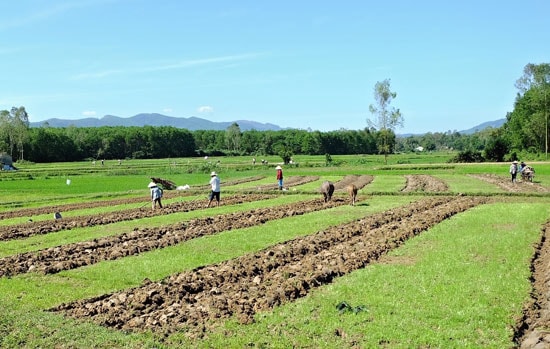 Nông dân Phú Ninh ra đồng sản xuất vụ đông xuân. Ảnh: V.A