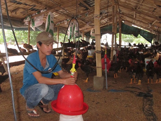  Các mô hình trang trại, gia trại chăn nuôi ở Bình Sa đang phát huy hiệu quả tích cực. Ảnh: T.S