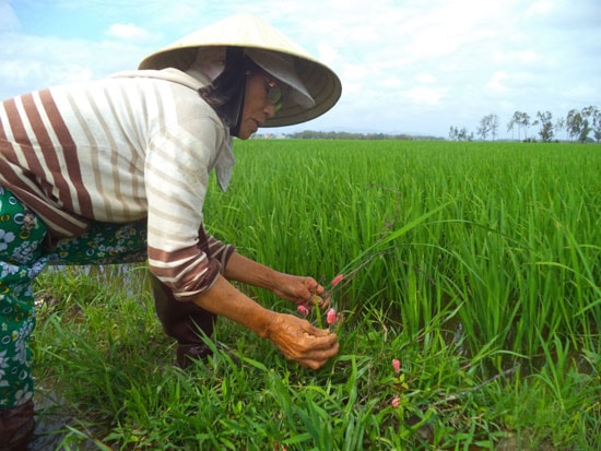 Người dân khối phố An Hà Trung (phường An Phú) đang loay hoay tìm cách diệt trừ ốc bươu vàng cắn phá lúa. Ảnh: T.Q