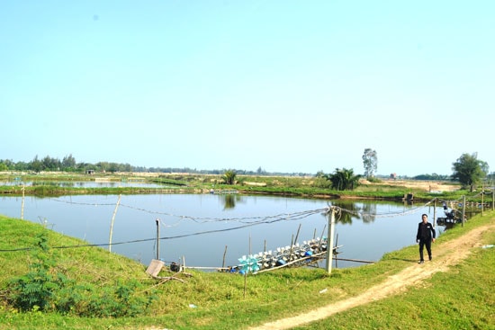 Dự án nuôi tôm tập trung được triển khai giúp người nuôi tôm khắc phục các yếu kém hạ tầng vùng nuôi.Ảnh: N.Q.V