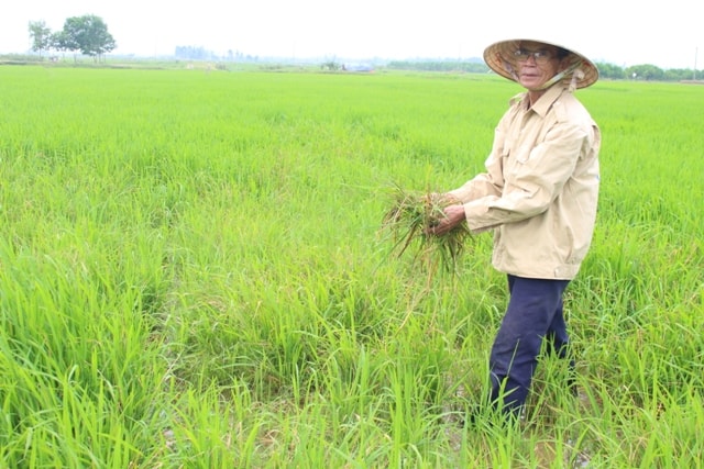 Ông Nguyễn Tráng (xã Đại Hiệp) bên thửa ruộng bị chuột cắn phá tơi bời. Ảnh: NHẬT DUY