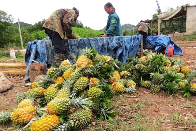 Thơm được mùa, lại được giá khiến nông dân phấn khởi. Ảnh: TRIÊU NHAN